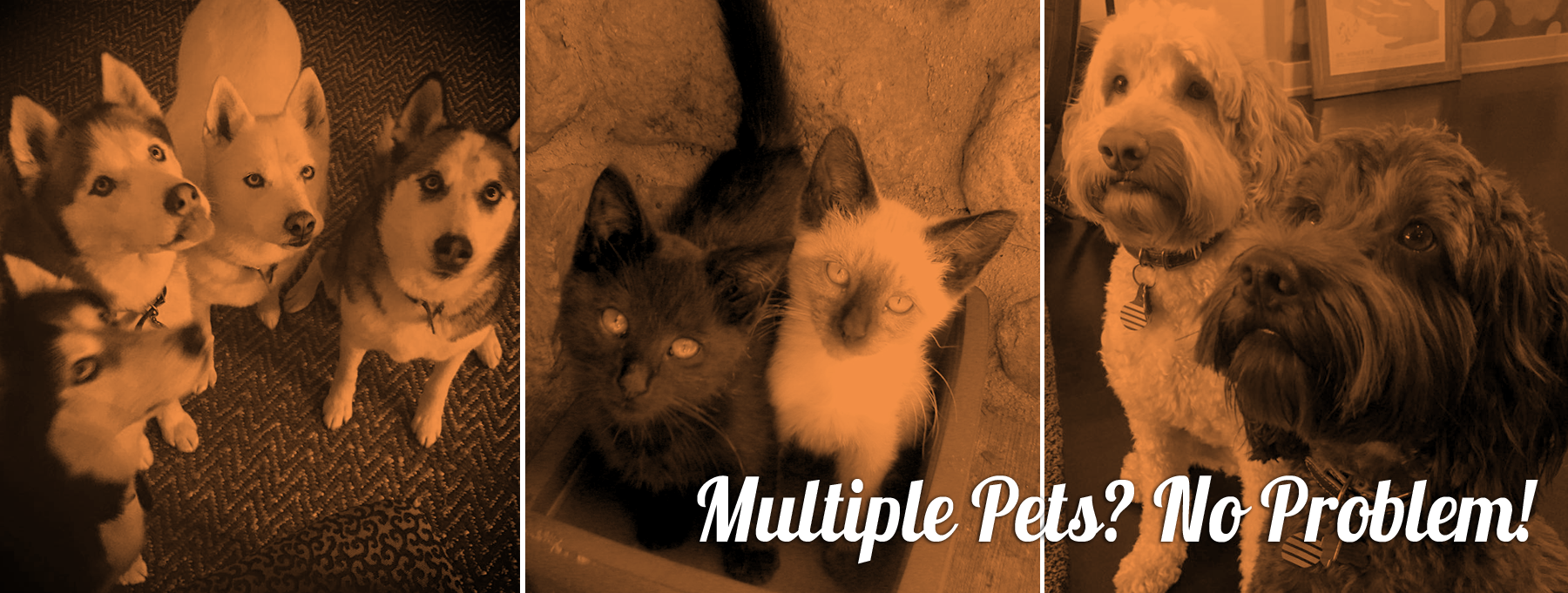 Veterinary Housecall Care InHouse Care for Your Pet